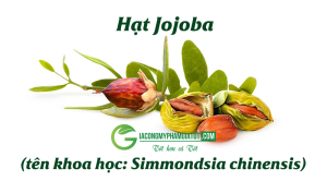 Hạt Jojoba là hạt của cây bụi Jojoba (tên khoa học: Simmondsia chinensis), một loại cây bản địa ở các vùng sa mạc của Bắc và Trung Mỹ